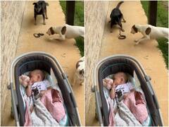 सांप से बच्चे को बचाने के लिए कुत्तों ने दिखाई ऐसे फुर्ती, फिर जो हुआ उसे देख हैरान रह जाएंगे