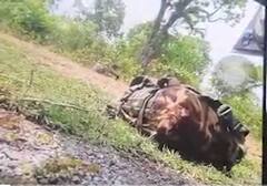 Watch: दंतेवाड़ा में नक्सलियों के IED विस्फोट के बाद का वीडियो हो रहा वायरल, देखें दहशत भरा पल