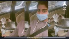 ਦੇਖੋ ਕਿਊਟ ਵੀਡੀਓ, ਵੱਛੜੇ ਨੂੰ ਸੀਟ ਬੈਲਟ ਲਗਾ ਕੇ ਕਾਰ 'ਚ ਘੁੰਮ ਰਹੀ ਸੀ ਕੁੜੀ