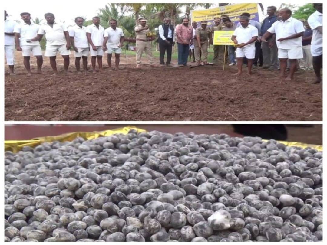 நெல்லை: வம்பன் 8 என்ற வீரிய உளுந்து விதைக்கும் பணி பாளை மத்திய சிறையில் துவக்கம்