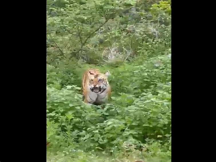 Tiger Nearly Attacks Tourist On A Jungle Safari At Jim Corbett National Park Watch Tiger Nearly Attacks Tourists On A Jungle Safari At Jim Corbett National Park. Watch