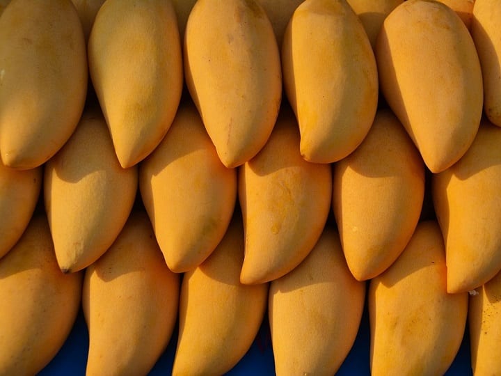 jardalu mango production demand this mangoes of Bihar is huge globally Mango Production: मई से बाजार में आने लगेगा इस किस्म का आम, किसानों की बढ़ जाएगी इनकम