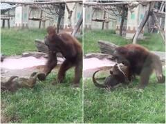 ऊदबिलाव को लगातार परेशान कर रहा था चिम्पैंजी, फिर चिम्पैंजी ने जो किया वो वीडियो में देख लीजिए