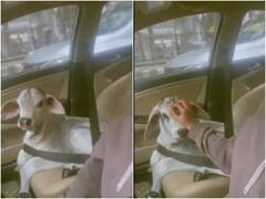 बछड़े को सीट बेल्ट लगा कार से घूमा रही थी लड़की, वीडियो देख हर कोई शेयर कर रहा है