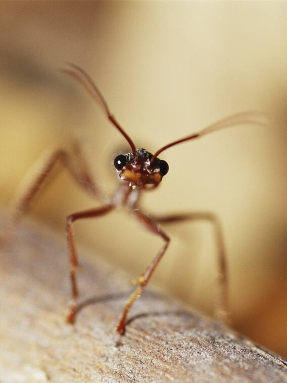 इस चींटी के काटने से हो जाती है इंसान की मौत