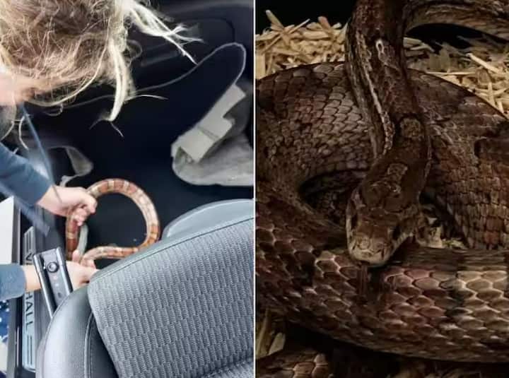 a giant snake seen in car dashboard was rescued after a lot of effort Viral News: ਡਰਾਇਵਰ ਨੇ ਚਲਦੀ ਕਾਰ ਦੇ ਡੈਸ਼ਬੋਰਡ 'ਚ ਦੇਖਿਆ ਖਤਰਨਾਕ ਸੱਪ, ਸਖ਼ਤ ਮਿਹਨਤ ਤੋਂ ਬਾਅਦ ਫੜਿਆ