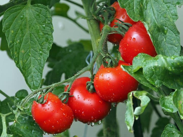 why should not eat tomato seeds does tomato seeds are toxic and bad for health कच्चा या सब्जी में... बड़े शौक से खाते हैं टमाटर तो इसके बीजों से जुड़ी इस बात का जरूर रखें ध्यान, फायदे में रहेंगे