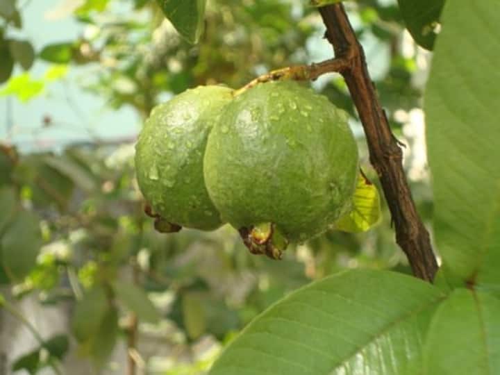 Guava Chutney A Tasty Way to Help Regulate Diabetes डायबिटीज में खा सकते हैं अमरूद की चटनी, इससे नहीं बढ़ेगा शुगर
