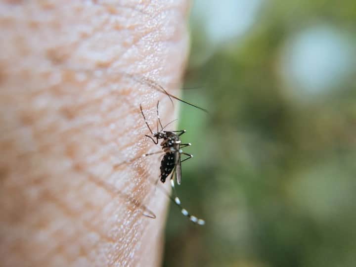 How different is the dengue mosquito from the common mosquito Know here how it look like आम मच्छर से कितना अलग होता है डेंगू का मच्छर? जानिए कैसी होती है इसकी बनावट