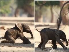 पैदा होने के कुछ समय बाद ही बेबी एलिफेंट ने की चलने की कोशिश, लाखों दिलों पर छाया वीडियो