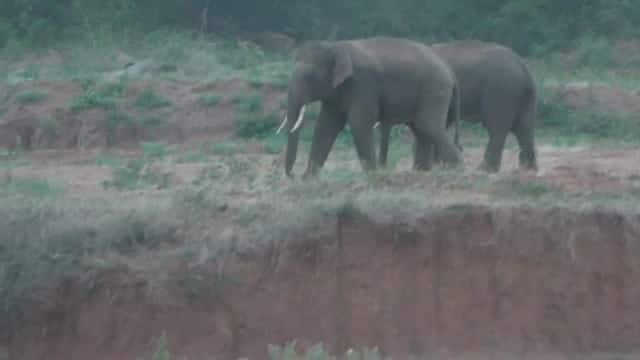 Dharmapuri: Elderly man killed in attack by 2 wild elephants near Karimangalam TNN தருமபுரி: காரிமங்கலம் அருகே 2 காட்டு யானைகள் தாக்கியதில் முதியவர் உயிரிழப்பு
