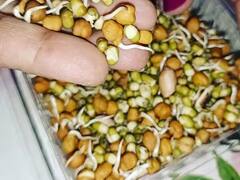 Health: નાસ્તા સ્પ્રાઉટ્સનું કરો સેવન તો લાંબા સમય સુધી રહેશો યંગ, જાણો અન્ય અદભૂત ફાયદા