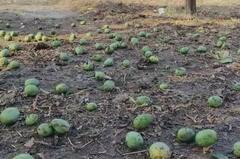 Rain : अवकाळी पावसामुळं शेती पिकांचं मोठं नुकसान