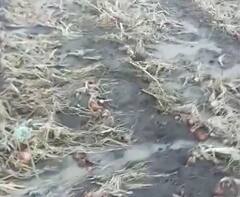 Rain : अवकाळी पावसामुळं शेती पिकांचं मोठं नुकसान