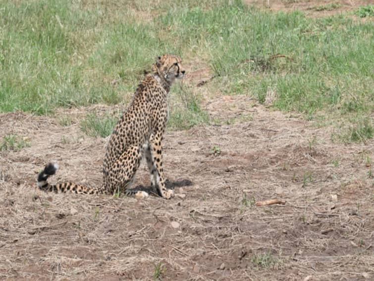 Within Expected Mortality Rates South Africa Govt Cheetah Deaths Madhya Pradesh Kuno National Park Within Expected Mortality Rates: South Africa Govt On Cheetah Deaths At MP's Kuno National Park