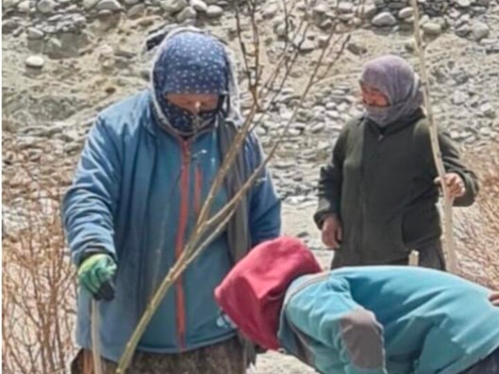 Ladakh Plantation: लद्दाख में सेना ने बड़े पैमाने पर शुरू किया वृक्षारोपण अभियान, अब तक लग चुके हैं 40 हजार पौधे