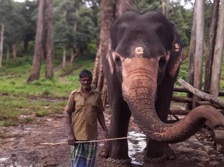 Bagan killed in attack by domesticated elephant Masini at Mudumalai Elephant Camp TNN முதுமலை யானைகள் முகாமில் மசினி என்ற வளர்ப்பு யானை தாக்கியதில் பாகன் உயிரிழப்பு