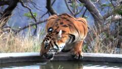 Tiger: तहान भागवण्यासाठी वाघ कृत्रीम पाणवठ्यावर! पाहा मेळघाटातील रुबाबदार वाघाची दृश्य