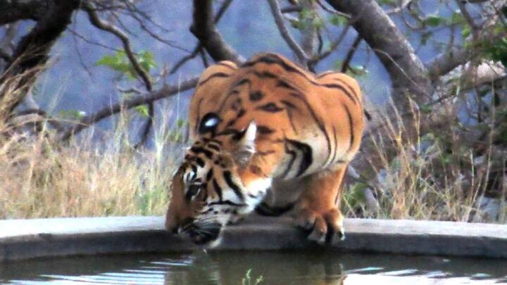 अकोला जिल्ह्यातील अकोट तालुक्यातल्या शहानूरमध्ये गेल्या महिन्यापासून अनेकदा अनेक वन्य प्राण्यांचं दर्शन घडतंय.