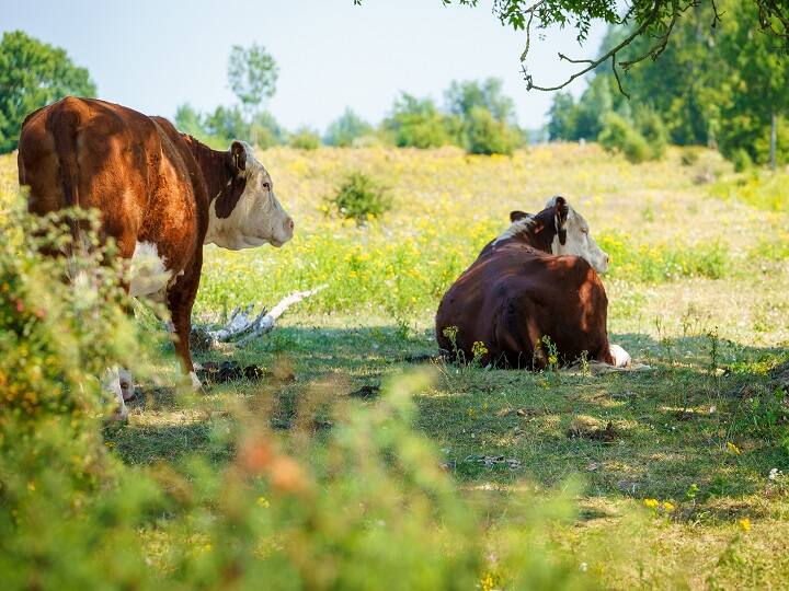 heat wave side effects to Animals can get sick from heatwaves हीट वेव से पशुओं को बचाना है तो किसान इन टिप्स को फालों कर लें, कृषि विभाग ने जारी की एडवाइजरी