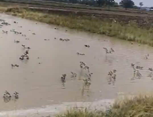 Rain : राज्याच्या विविध भागात अवकाळी पाऊस, शेती पिकांना फटका