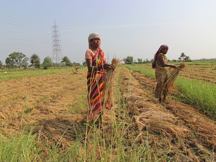 crop compensation Punjab government will also give compensation to labours in case of crop loss Crop Compensation: फसल नुकसान हुआ तो किसानों संग मजदूरों को भी मिलेगा मुआवजा, इस राज्य सरकार ने की तैयारी
