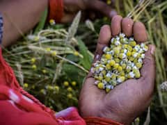 6 Interesting Flower Festivals To Visit In India