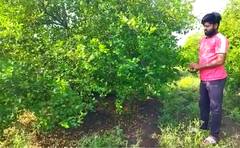 Washim News: बळीराजा खचला, अवकाळीमुळे लिंबूच्या बागा उद्ध्वस्त, वाशिममध्ये  झाडे उन्मळून पडली