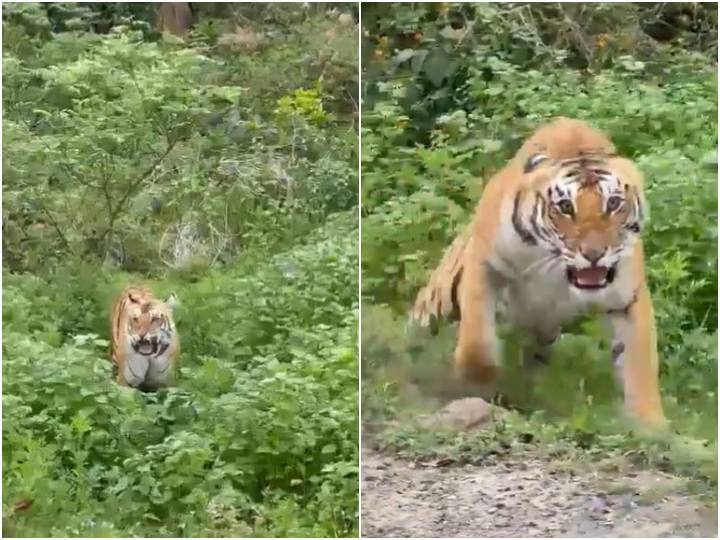 tiger was seen attacking a vehicle full of tourists in Jim Corbett National Park area of ​​Uttarakhand गुस्सैल खुंखार बाघ दहाड़ते हुए पर्यटकों से भरी गाड़ी पर कूदा, रोंगटे खड़े कर देगा मंजर