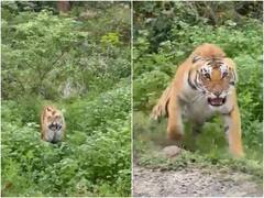 गुस्सैल खुंखार बाघ दहाड़ते हुए पर्यटकों से भरी गाड़ी पर कूदा, रोंगटे खड़े कर देगा मंजर