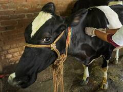 दिल्ली में बनेगा पहला पशु चिकित्सा कॉलेज, क्रूर व्यवहार से निपटने के लिए उठाया गया ये कदम