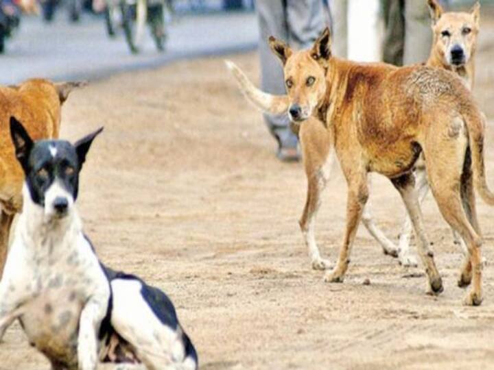 Uttar Pradesh 12-year-old boy mauled to death by stray dogs in Kannauj தந்தைக்கு பயந்து வீட்டை விட்டு ஓடிய சிறுவன்..! தெருநாய்கள் கடித்து குதறியதால் உயிரிழந்த சோகம்..!