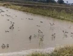 Rain : अवकाळी पावसामुळं शेती पिकांचं मोठं नुकसान
