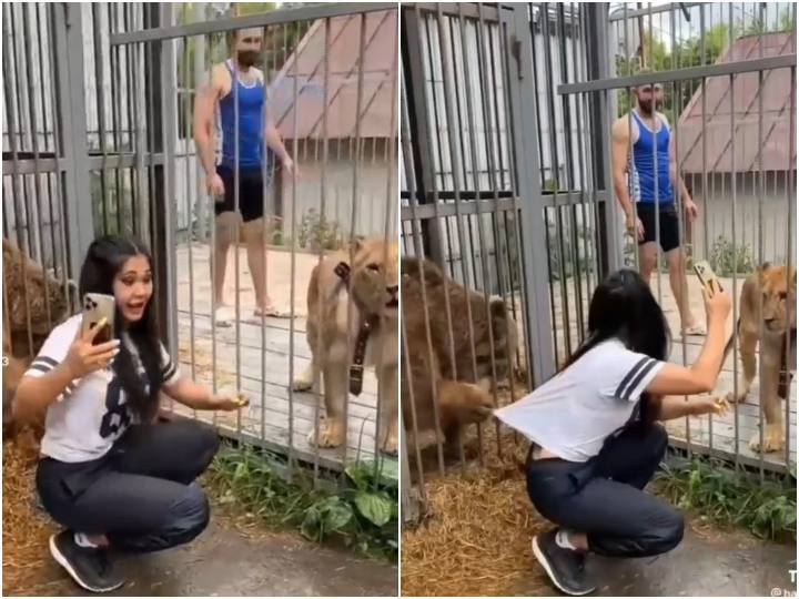 Girl trying to take selfie with lioness and bear suddenly attacked लड़की ने की शेरनी और भालू के साथ सेल्फी लेने की कोशिश, अचानक हुए हमले से मची चीख पुकार