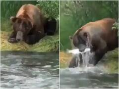 नदी में बह रही मछली का शिकारते नजर आया भालू, आनंद महिंद्रा हुए प्रभावित