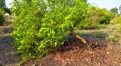 Washim News: बळीराजा खचला, अवकाळीमुळे लिंबूच्या बागा उद्ध्वस्त, वाशिममध्ये  झाडे उन्मळून पडली