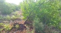 Washim News: बळीराजा खचला, अवकाळीमुळे लिंबूच्या बागा उद्ध्वस्त, वाशिममध्ये  झाडे उन्मळून पडली