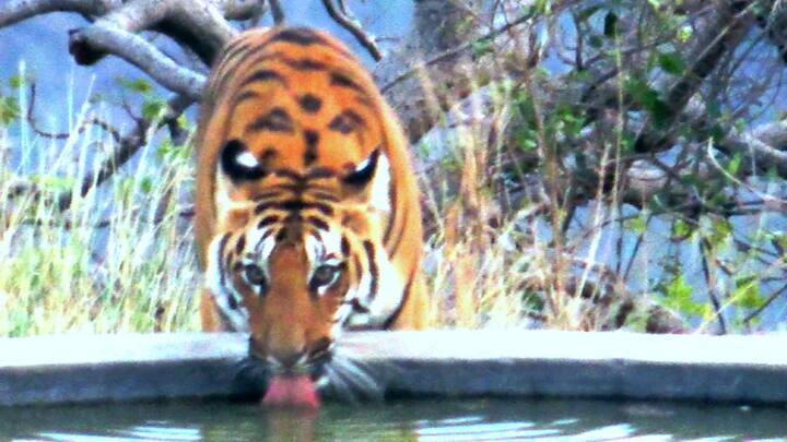 अकोट तालुक्यातील शहानूर, नरनाळा आणि बोरी हा भाग मेळघाट व्याघ्र प्रकल्पात येतोय.