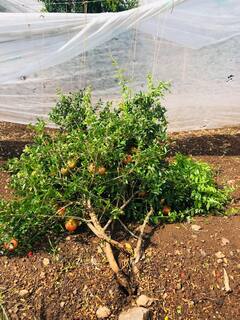 Solapur Rain : सोलापुरात अवकाळी पावसाचा धुमाकूळ!