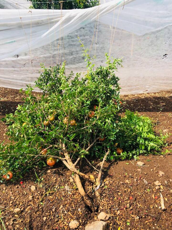 अनेक ठिकाणी या पावसामुळं नुकसान झालं आहे. दरम्यान, सोलापूर (solapur) जिल्ह्यातही वादळी वाऱ्यासह जोरदार अवकाळी पाऊस झाला.