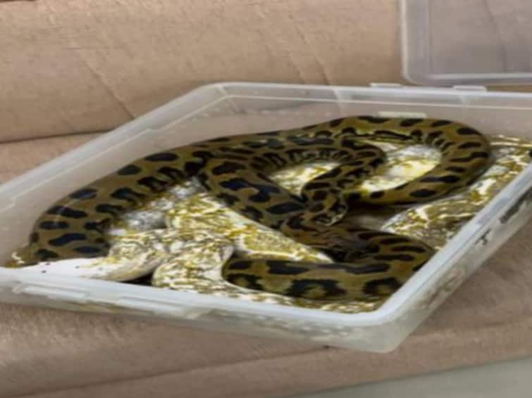 Customs officials arrested a female passenger who had smuggled 23 poisonous snakes in two baskets on a flight from Malaysia to Chennai. விமானத்தில் வந்த 23 கொடிய விஷப்பாம்புகள்..! அலறி அடித்து ஓடிய சுங்கத்துறை அதிகாரிகள்..! என்னதான் நடந்தது?