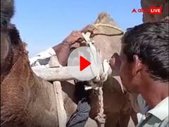 राजस्थान के रेगिस्तान में कुएं से पानी निकालने का देसी जुगाड़, नहीं देखा होगा पहले कभी ऐसा वीडियो