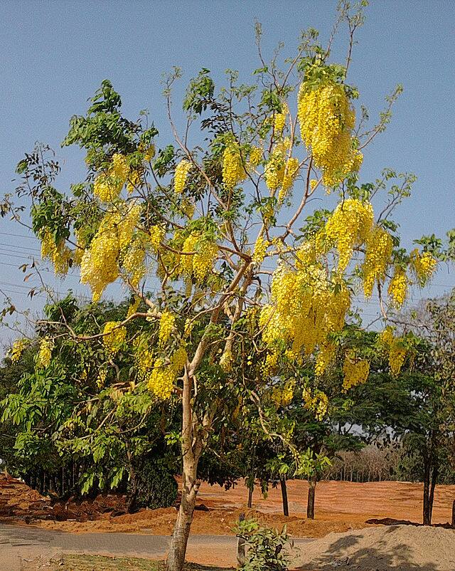 கொன்றைப் பூ : சரக்கொன்றை என்றும் இதனை அழைப்பர்.ஆங்கிலத்தில் இதற்கு கோல்டன் ஷவர் என்று ஒரு பெயர் இருக்கிறது