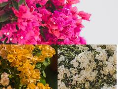 'பூப்பூக்கும் ஓசை அதைக் கேட்கத்தான் ஆசை ...' கோடையில்  பூக்கும் அழகான பூக்கள்!