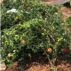 Rain : राज्यात अवकाळी पावसाचा कहर