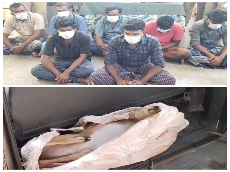Crime: 7 people arrested for hunting deer with gun Crime: துப்பாக்கியால் மானை சுட்டு வேட்டையாடிய 7 பேர் கைது..! நெல்லையில் பரபரப்பு..!
