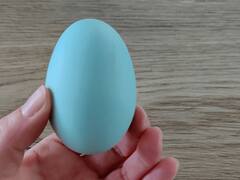 वायरस की वजह से यहां मुर्गी देती है नीला अंडा, फिर भी चाव से खाते हैं लोग!