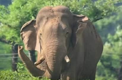 Rice-eating tusker ‘Arikomban’ tranquilised, to be transferred to another location Komban Elephant : பிடிபட்டது அரிசி கொம்பன் யானை.. இப்போ எங்க கொண்டுபோய் விட்டிருக்காங்க தெரியுமா?