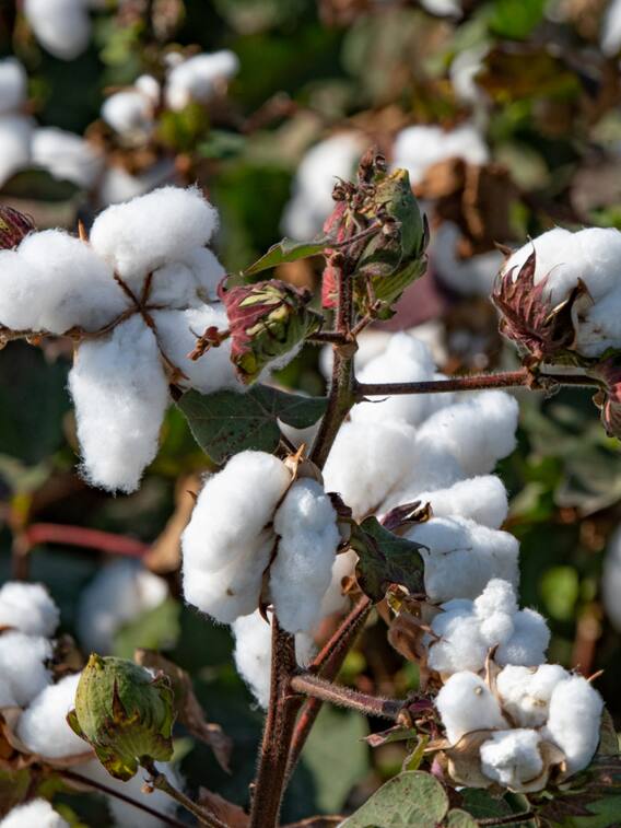 देश में इतना होता है कॉटन का उत्पादन