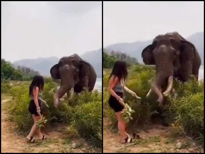 Elephant attacked woman trying to feed banana Hathi ka viral video हाथी को केला दिखाकर चिढ़ा रही थी लड़की, गजराज ने गुस्से में कर दिया हमला, रोंगटे खड़े कर देगा Video